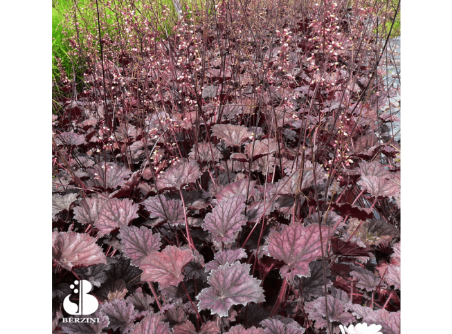 Heuchera   'Frosted Violet'